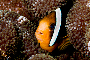 Amphiprion clarkii